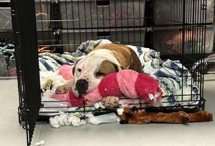 Dug, Adoptable, Adult Male American Staffordshire Terrier & Mixed Breed.