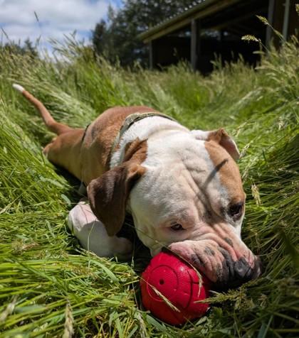 Dug, Adoptable, Adult Male American Staffordshire Terrier & Mixed Breed.