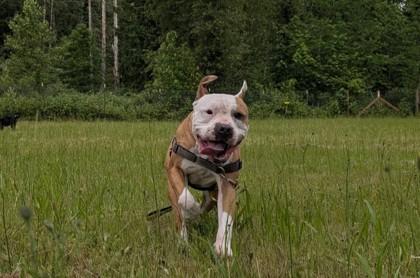 Dug, a Adoptable mixed breed in Sultan, WA image 2/3