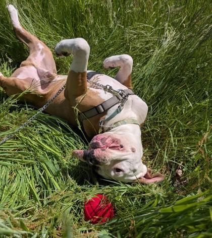 Enlarge Dug, a Adoptable mixed breed in Sultan, WA image 2/3
