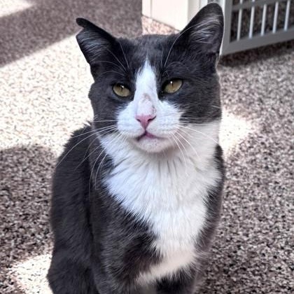 Enlarge Agate, an adopted American Shorthair in Hackensack, MN image 2/3