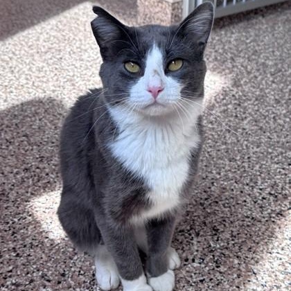 Enlarge Agate, an adopted American Shorthair in Hackensack, MN image 1/3