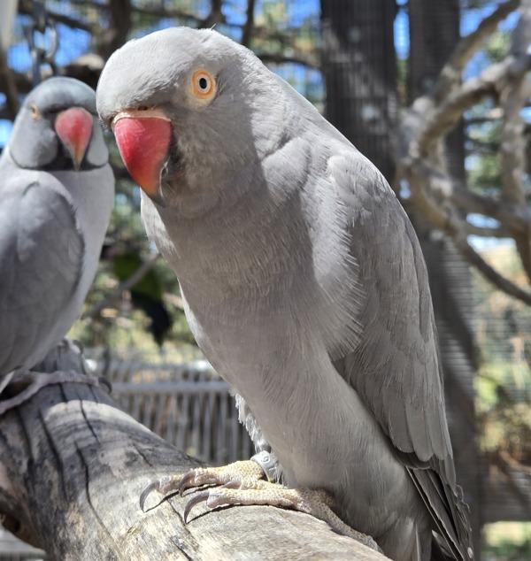 Enlarge Indie, a Adoptable Ringneck / Psittacula in Elizabeth, CO image 1/3
