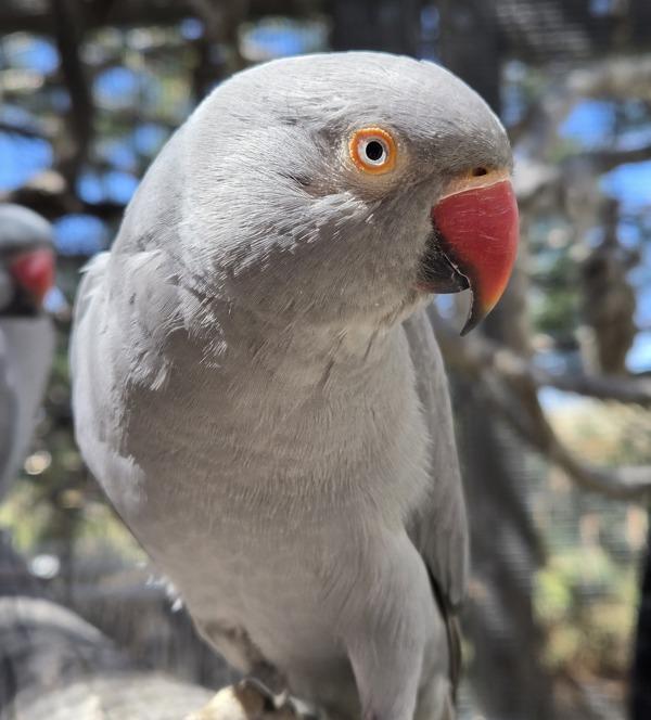 Enlarge Indie, a Adoptable Ringneck / Psittacula in Elizabeth, CO image 2/6