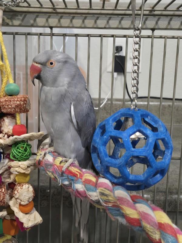 Enlarge Indie, a Adoptable Ringneck / Psittacula in Elizabeth, CO image 3/6