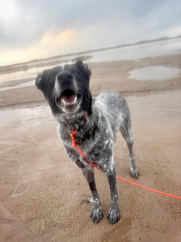 Enlarge Stormy- In a foster home, a Adoptable mixed breed in South Bend, IN image 1/1