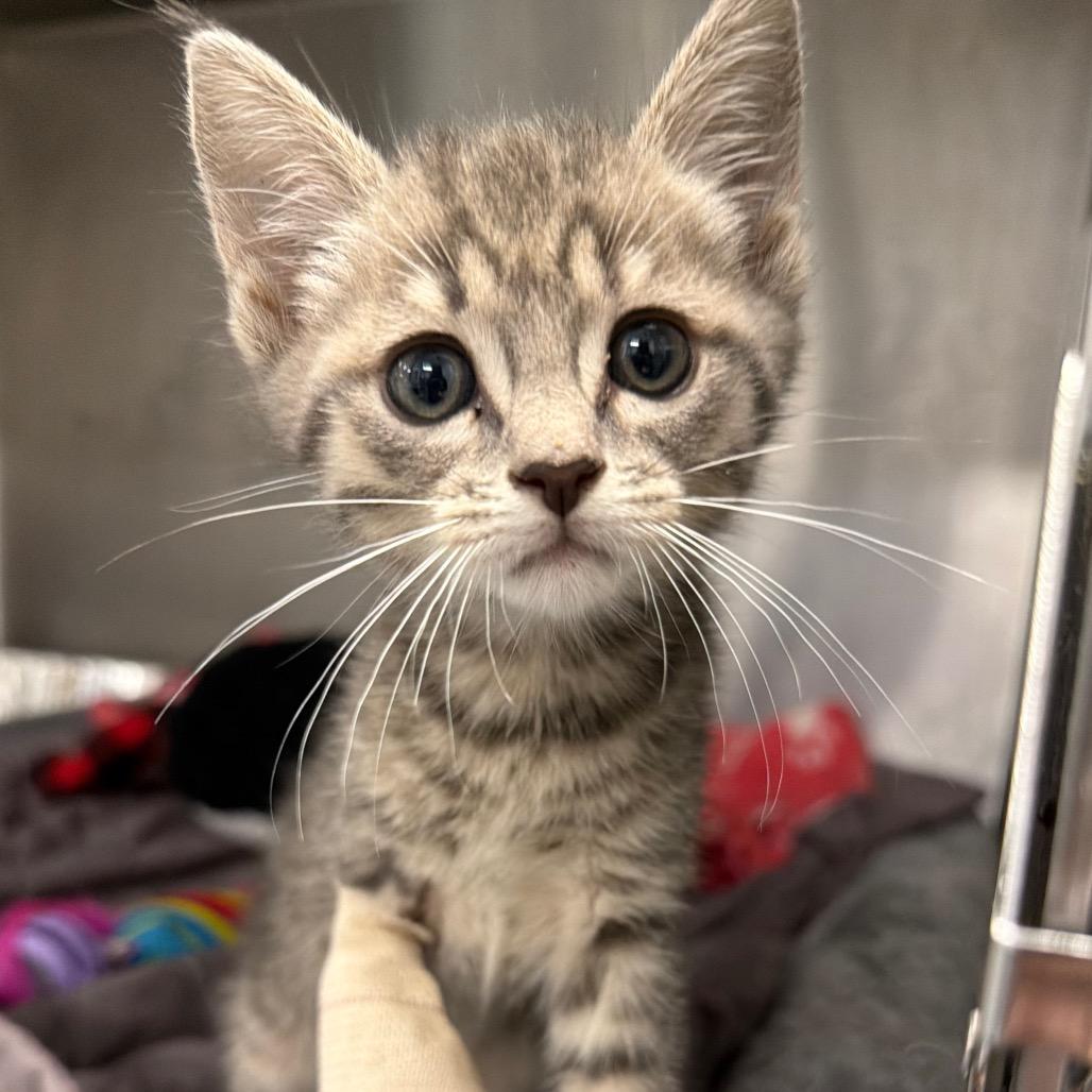 Jackie, Adoptable, Kitten Female Domestic Short Hair.