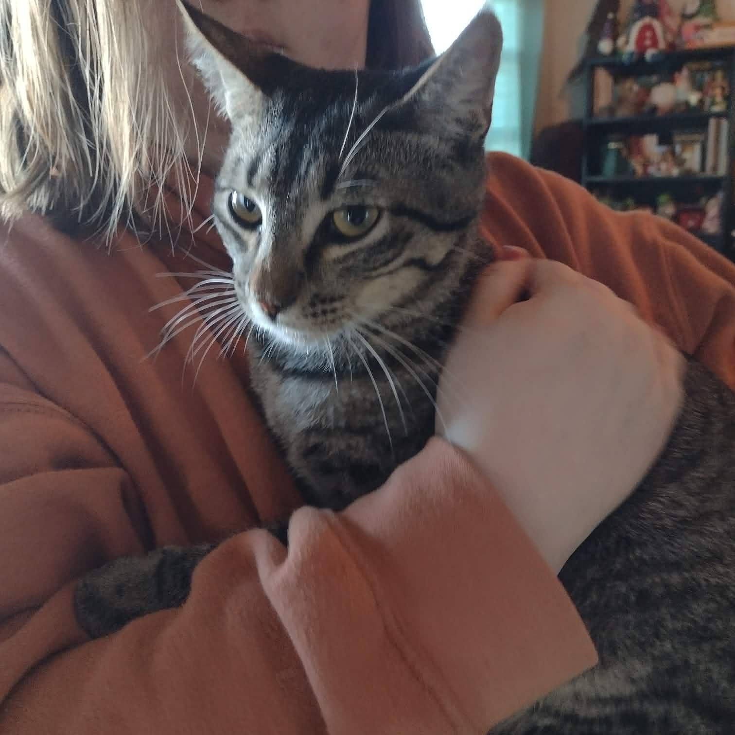 Enlarge Spot, a ADOPTABLE American Shorthair in Yukon, OK image 1/1