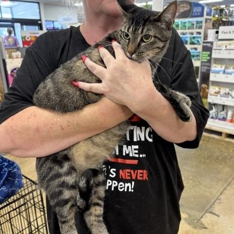 Enlarge Spot, a ADOPTABLE American Shorthair in Yukon, OK image 2/3
