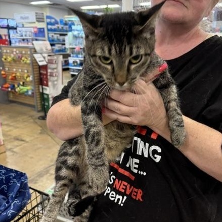 Spot, ADOPTABLE, Kitten Male American Shorthair.