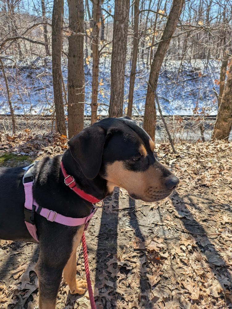 Enlarge Brisket, a Adoptable mixed breed in Kalamazoo, MI image 1/6