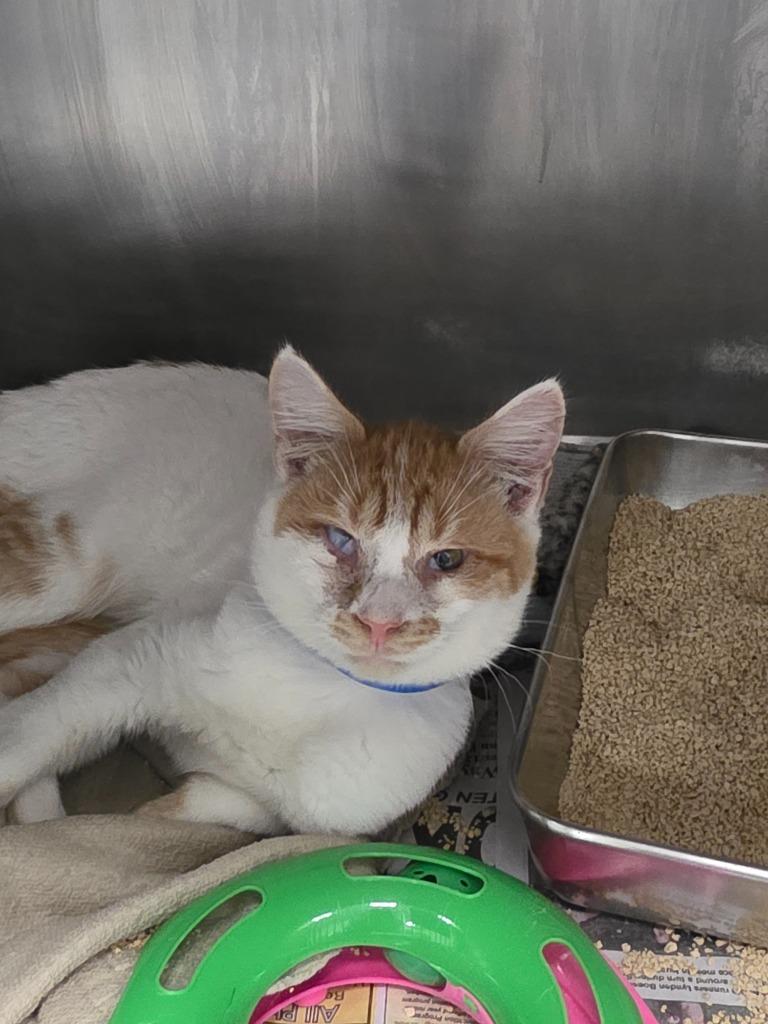 Chrisper, Adoptable, Young Male Domestic Short Hair.