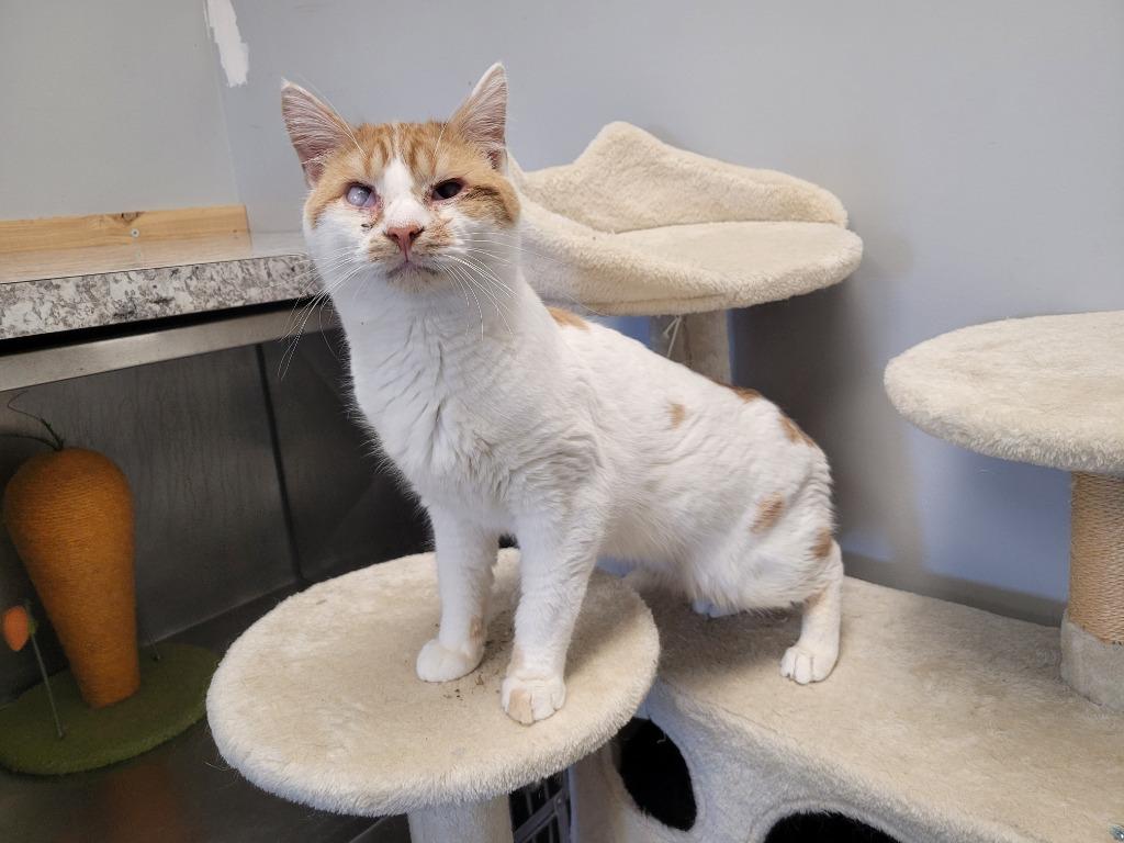 Chrisper, Adoptable, Young Male Domestic Short Hair.