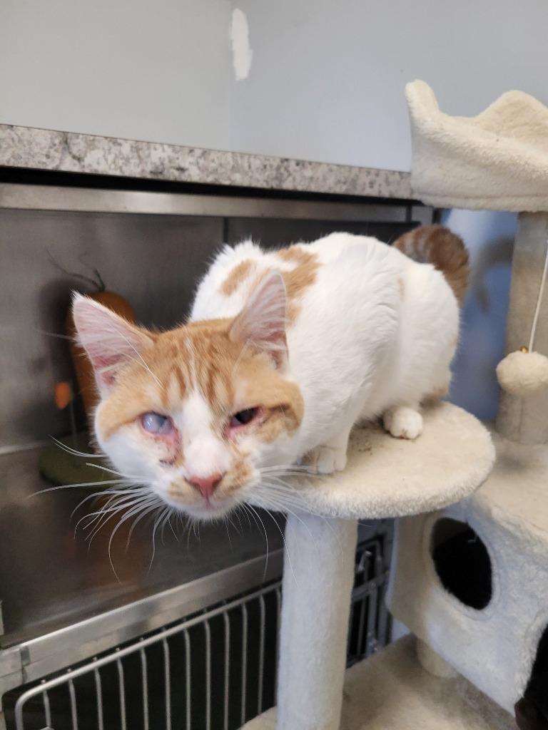 Chrisper, a Adoptable mixed breed in Angola, IN image 4/4