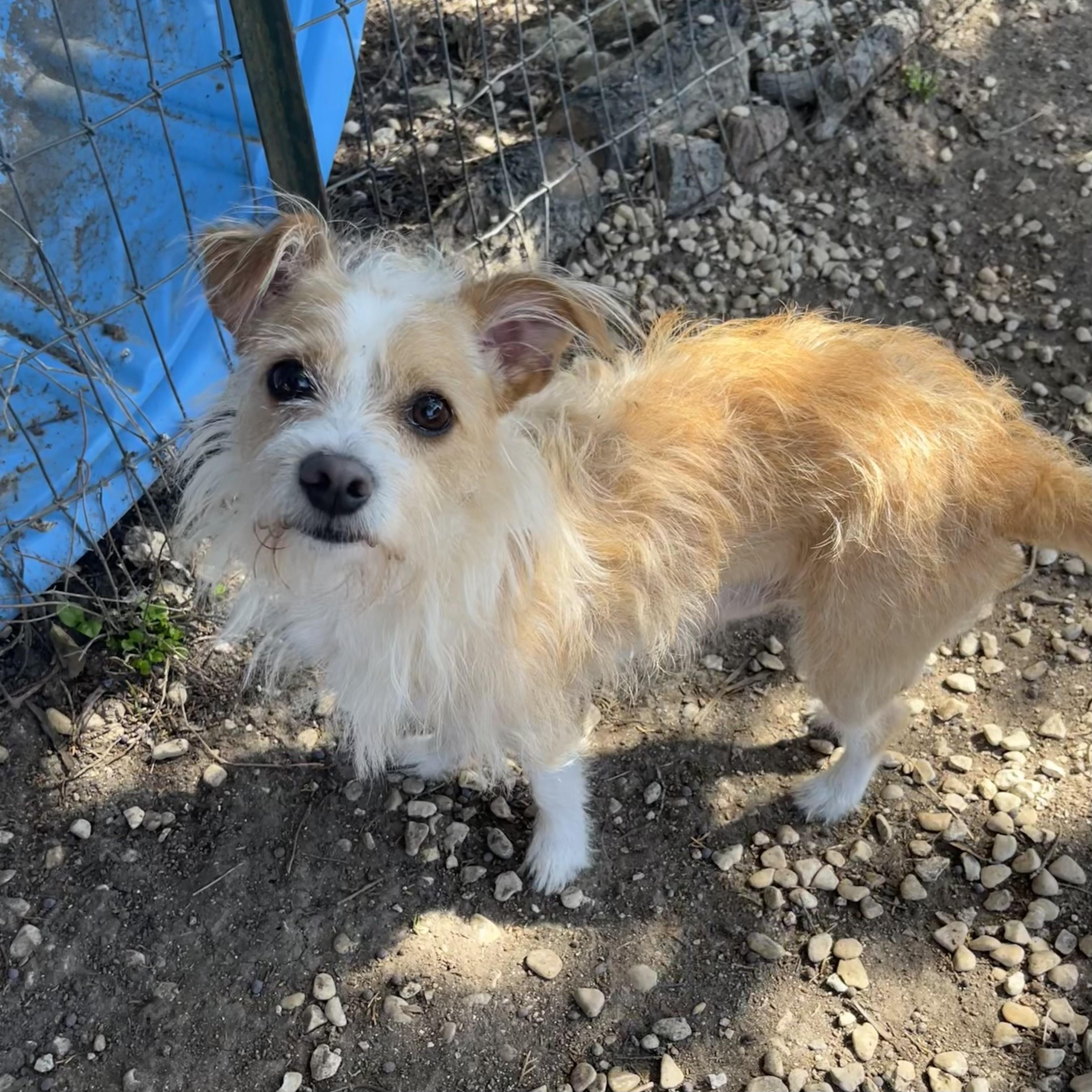 Archie, adopted, Adult Male Terrier.