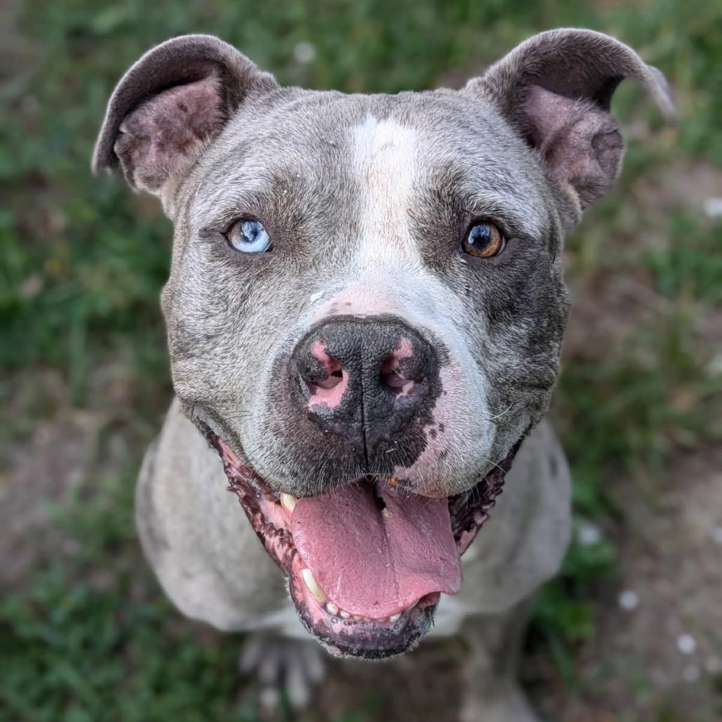 Tonka, Adoptable, Adult Male Pit Bull Terrier.