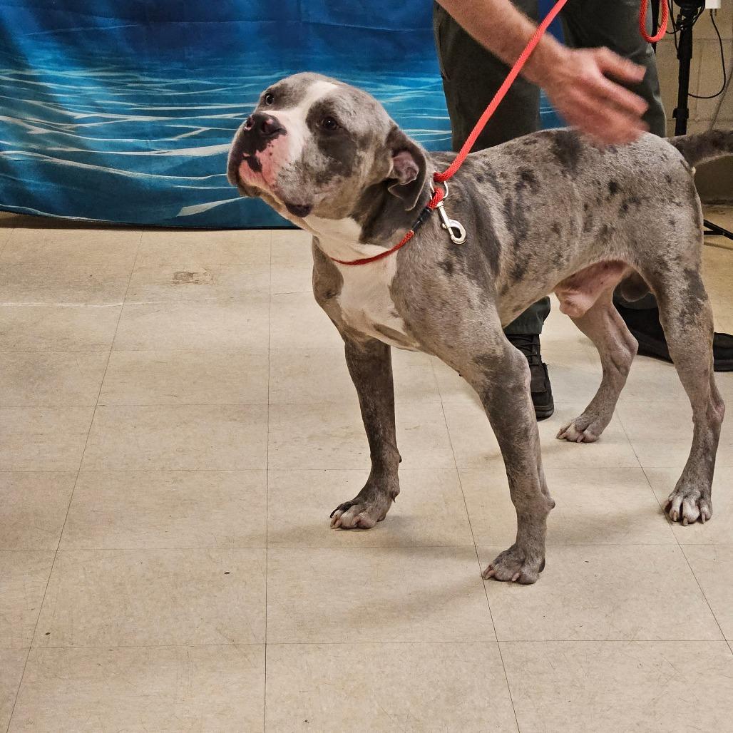 Enlarge Tonka, a Adoptable Pit Bull Terrier in Lake Panasoffkee, FL image 2/2