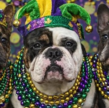 Enlarge Rafferty , an adopted American Bully in Knoxville, TN image 5/5