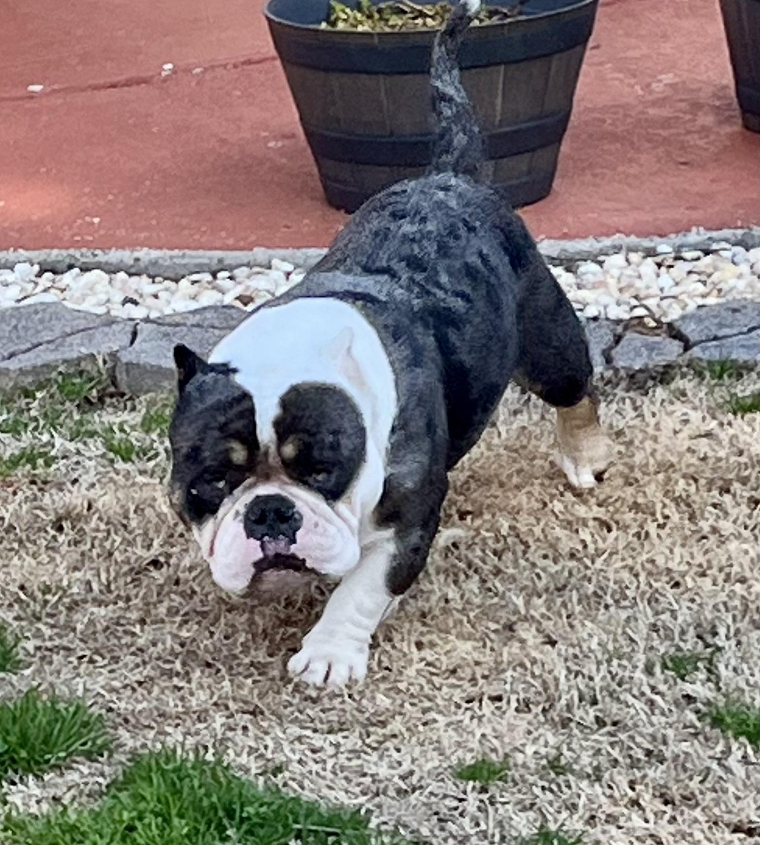 Enlarge Rafferty , an adopted American Bully in Knoxville, TN image 2/5