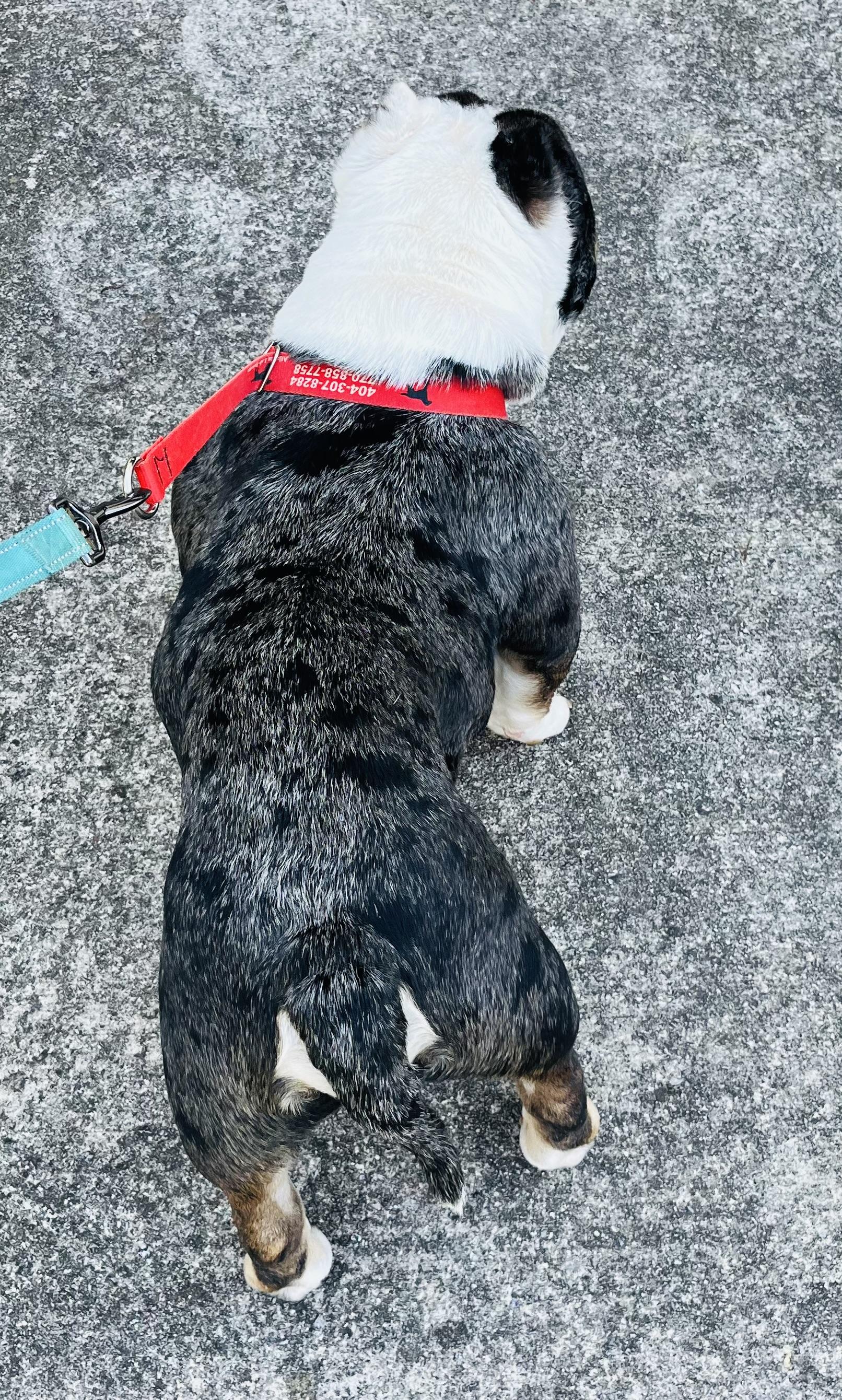 Enlarge Rafferty , an adopted American Bully in Knoxville, TN image 4/5