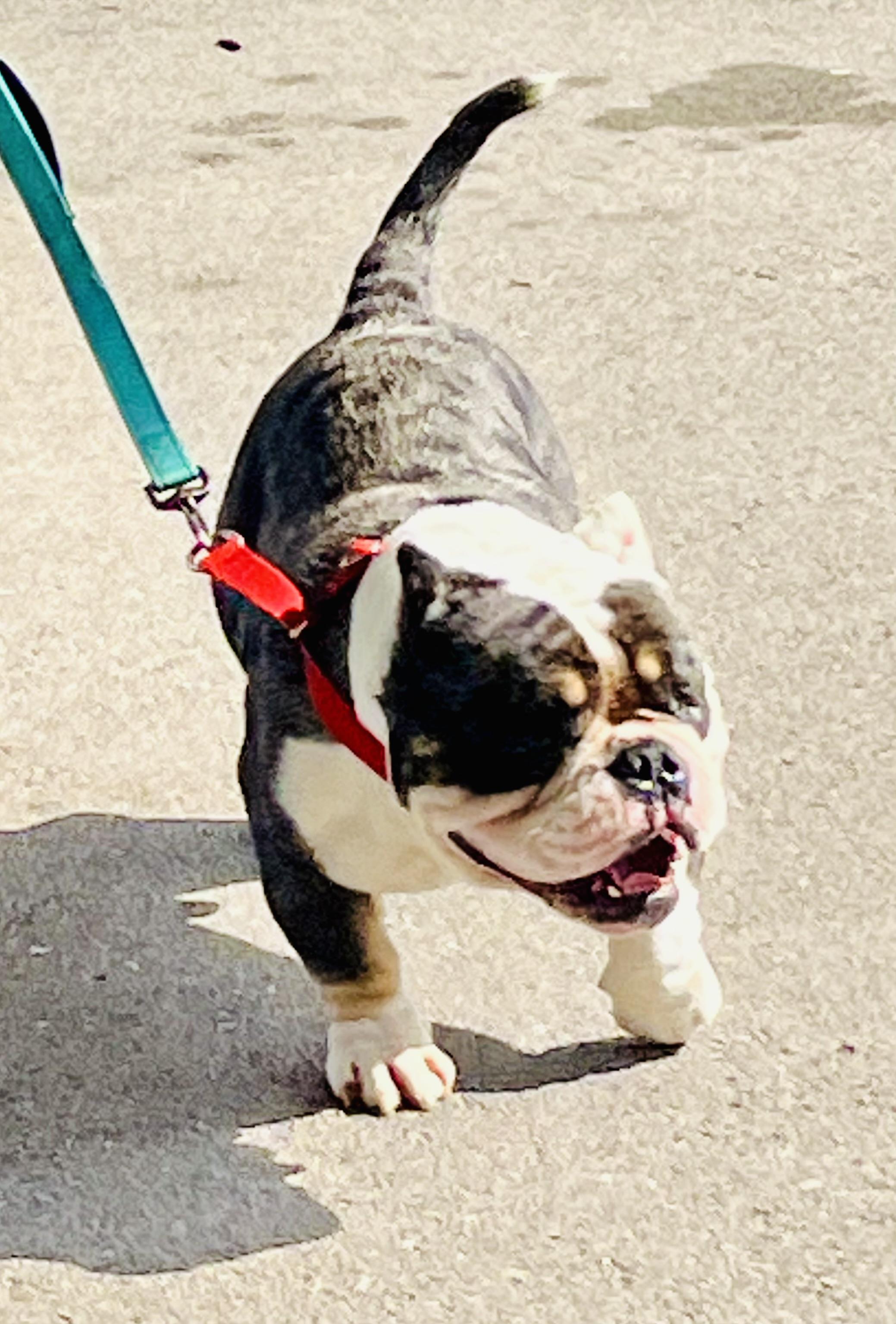 Enlarge Rafferty , an adopted American Bully in Knoxville, TN image 3/5