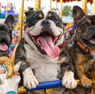 Rafferty , adopted, Adult Male American Bully.