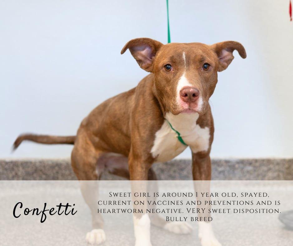 Enlarge Confetti, a ADOPTABLE mixed breed in Junction City, KS image 1/1