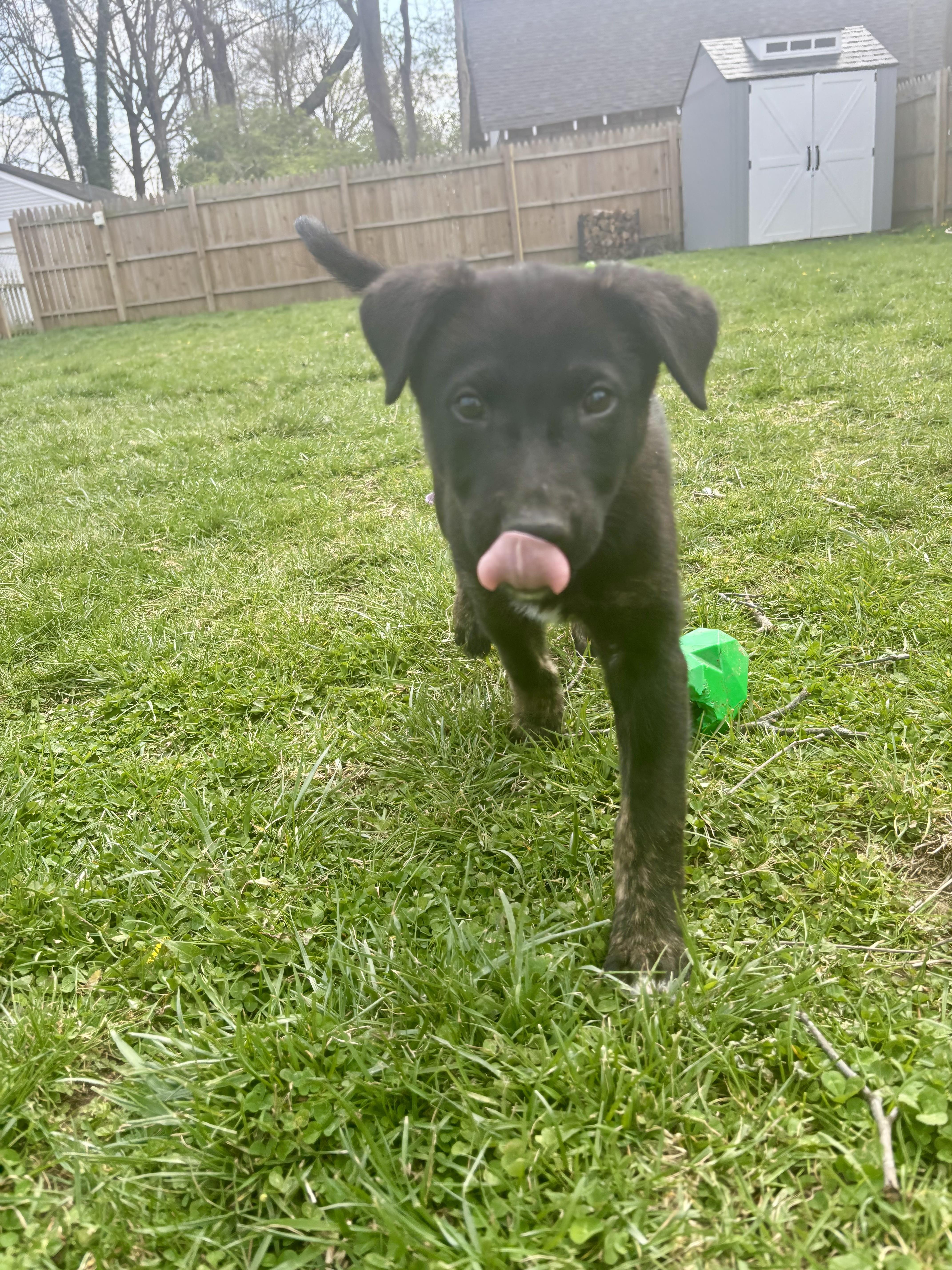 Enlarge Dusty - ADOPTION PENDING!, an adopted mixed breed in Cincinnati, OH image 2/5