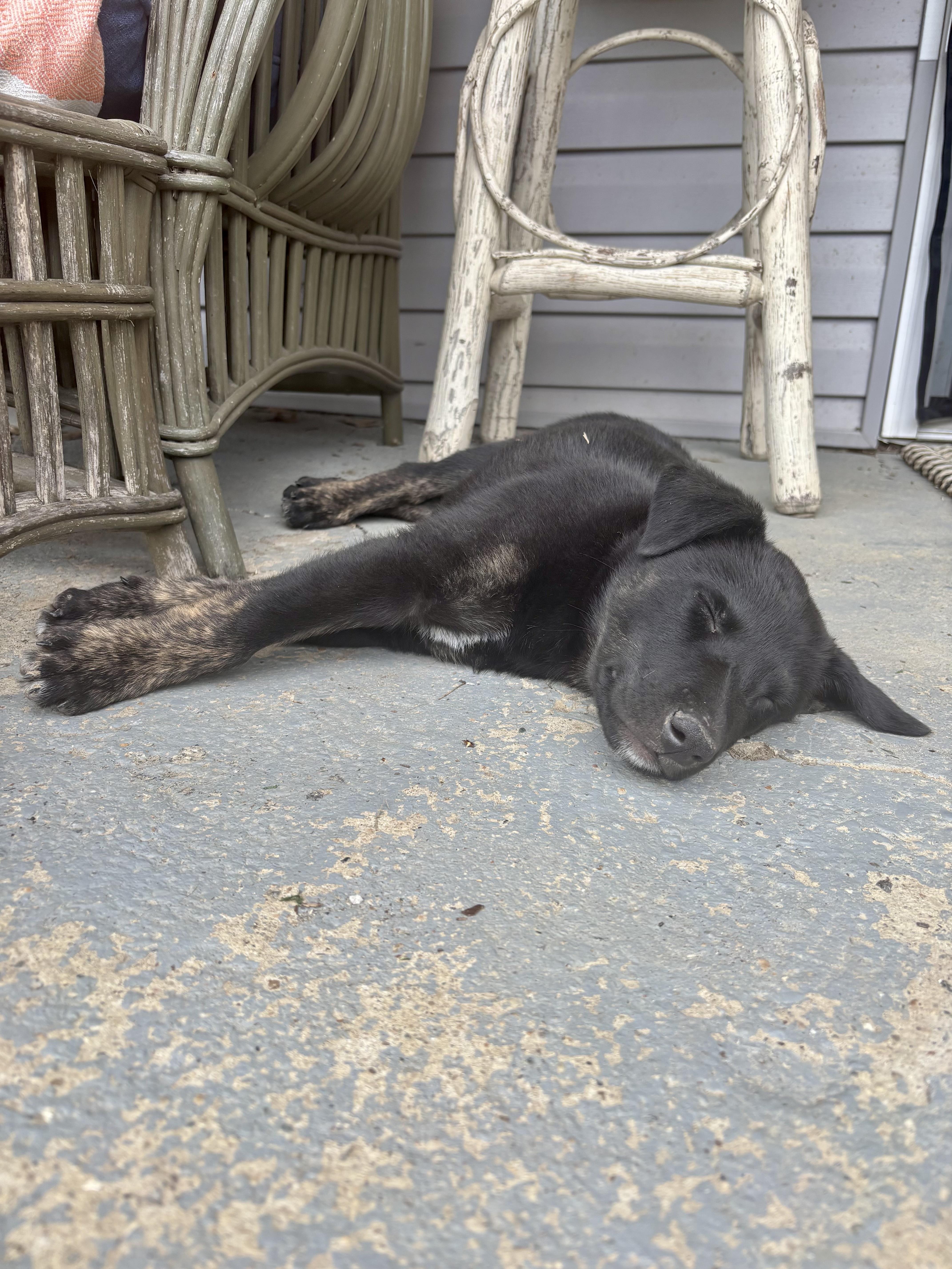 Enlarge Dusty - ADOPTION PENDING!, an adopted mixed breed in Cincinnati, OH image 4/5