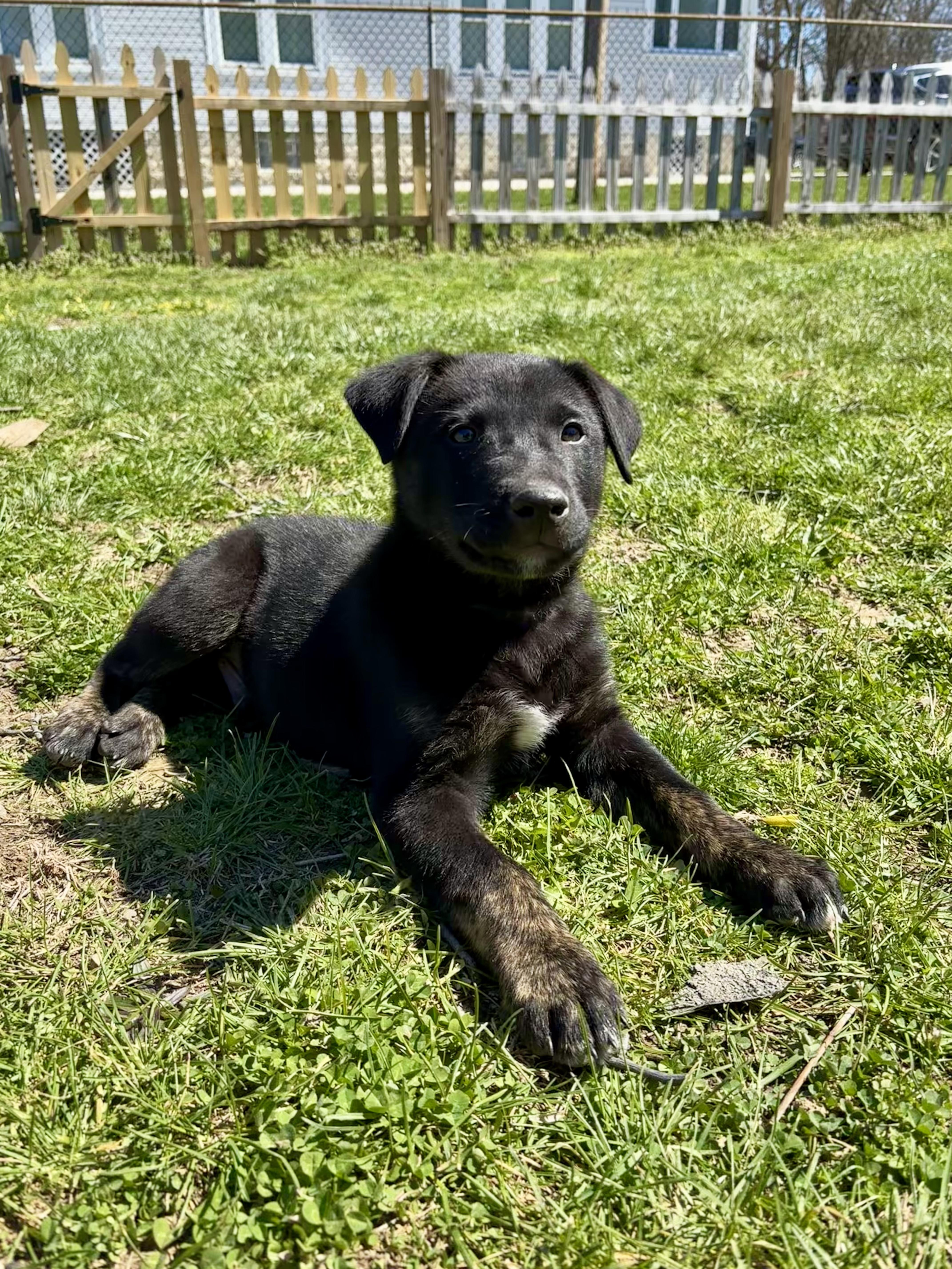 Dusty - ADOPTION PENDING!, adopted, Puppy Male Belgian Shepherd / Malinois.