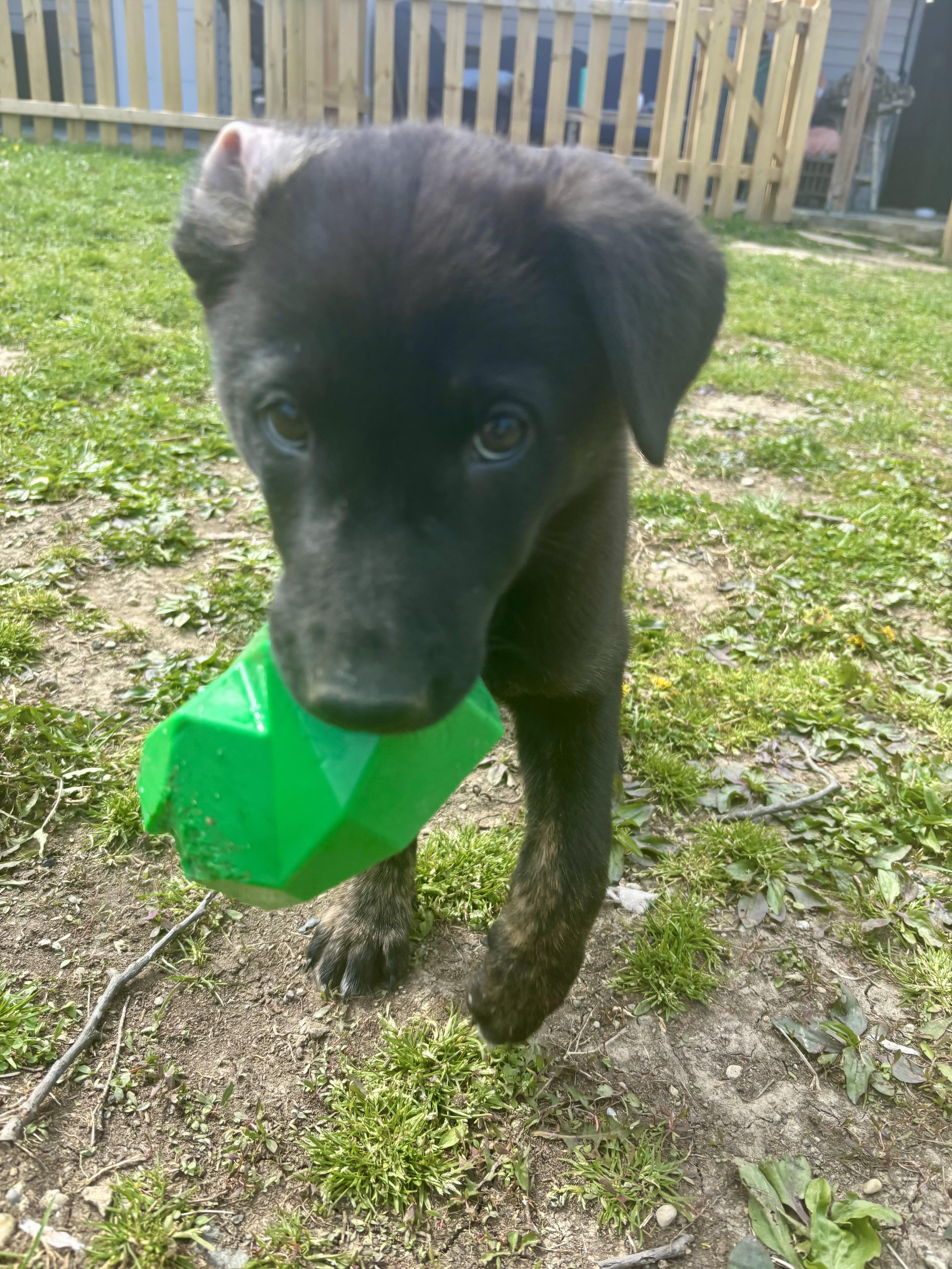 Enlarge Dusty - ADOPTION PENDING!, an adopted mixed breed in Cincinnati, OH image 3/5