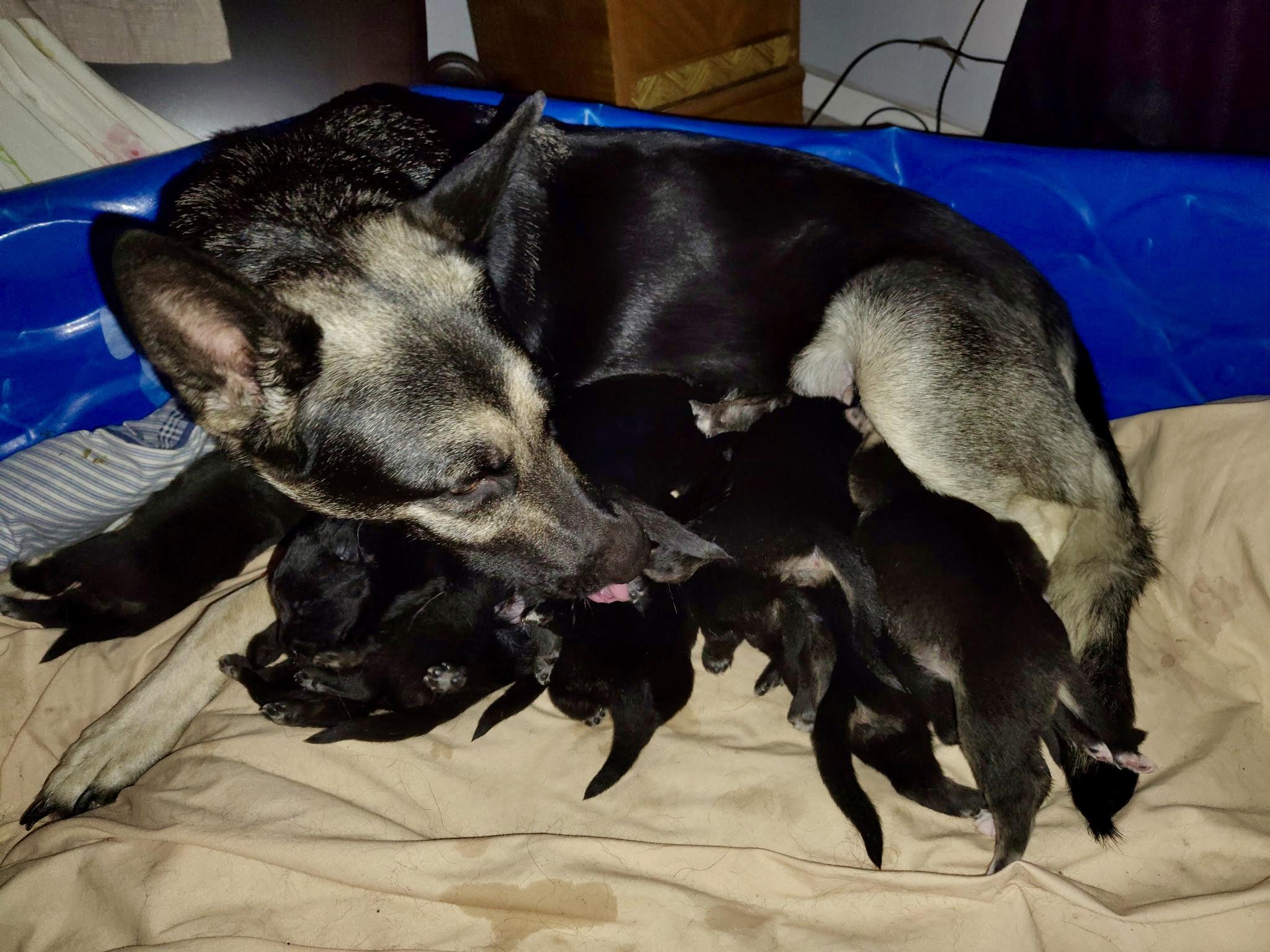 Enlarge Dusty - ADOPTION PENDING!, an adopted mixed breed in Cincinnati, OH image 5/5