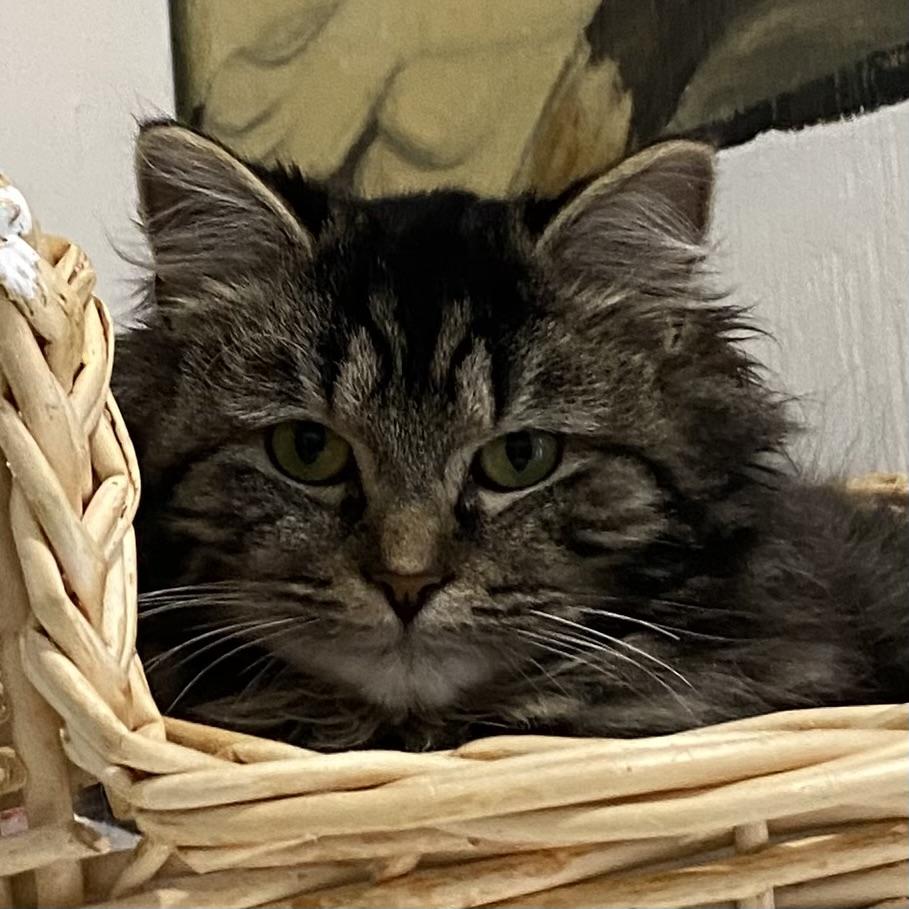 Yoko, ADOPTABLE, Kitten Female Tabby.
