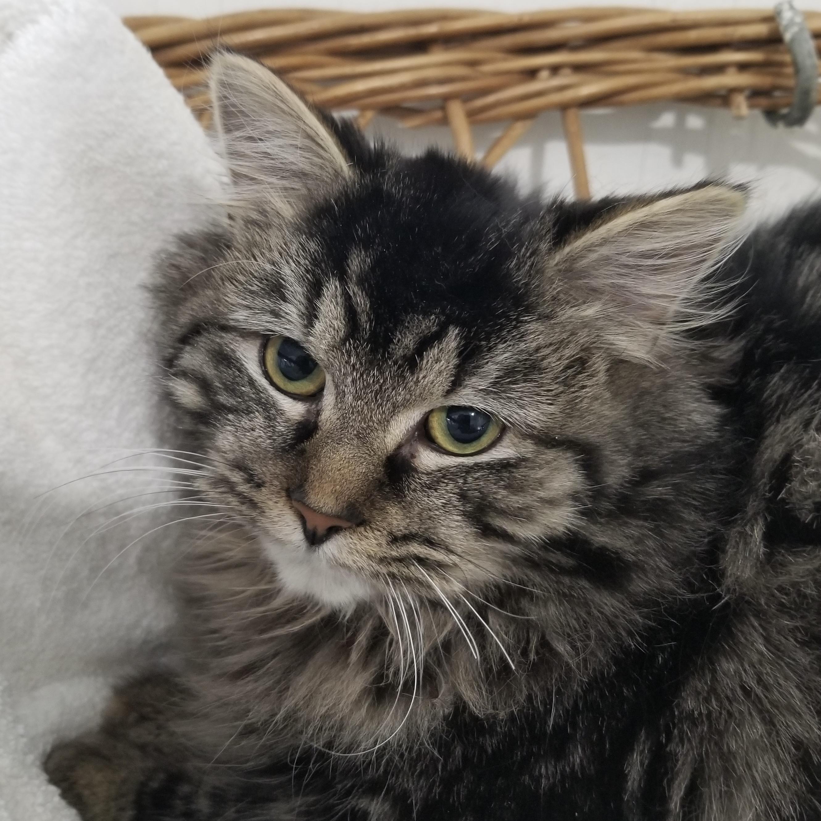 Yoko, ADOPTABLE, Kitten Female Tabby.