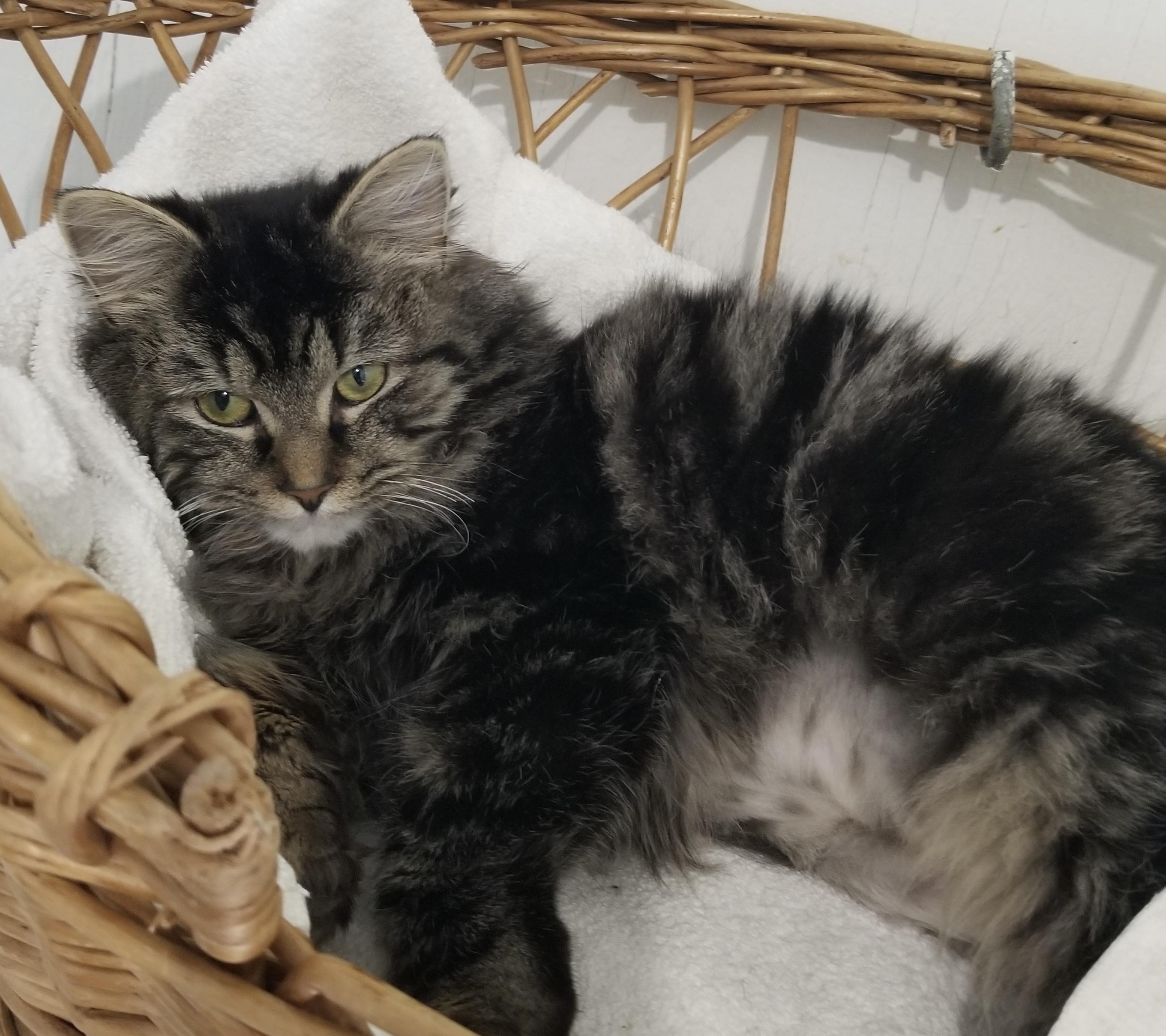 Yoko, a ADOPTABLE Tabby in Stanstead, QC image 3/3