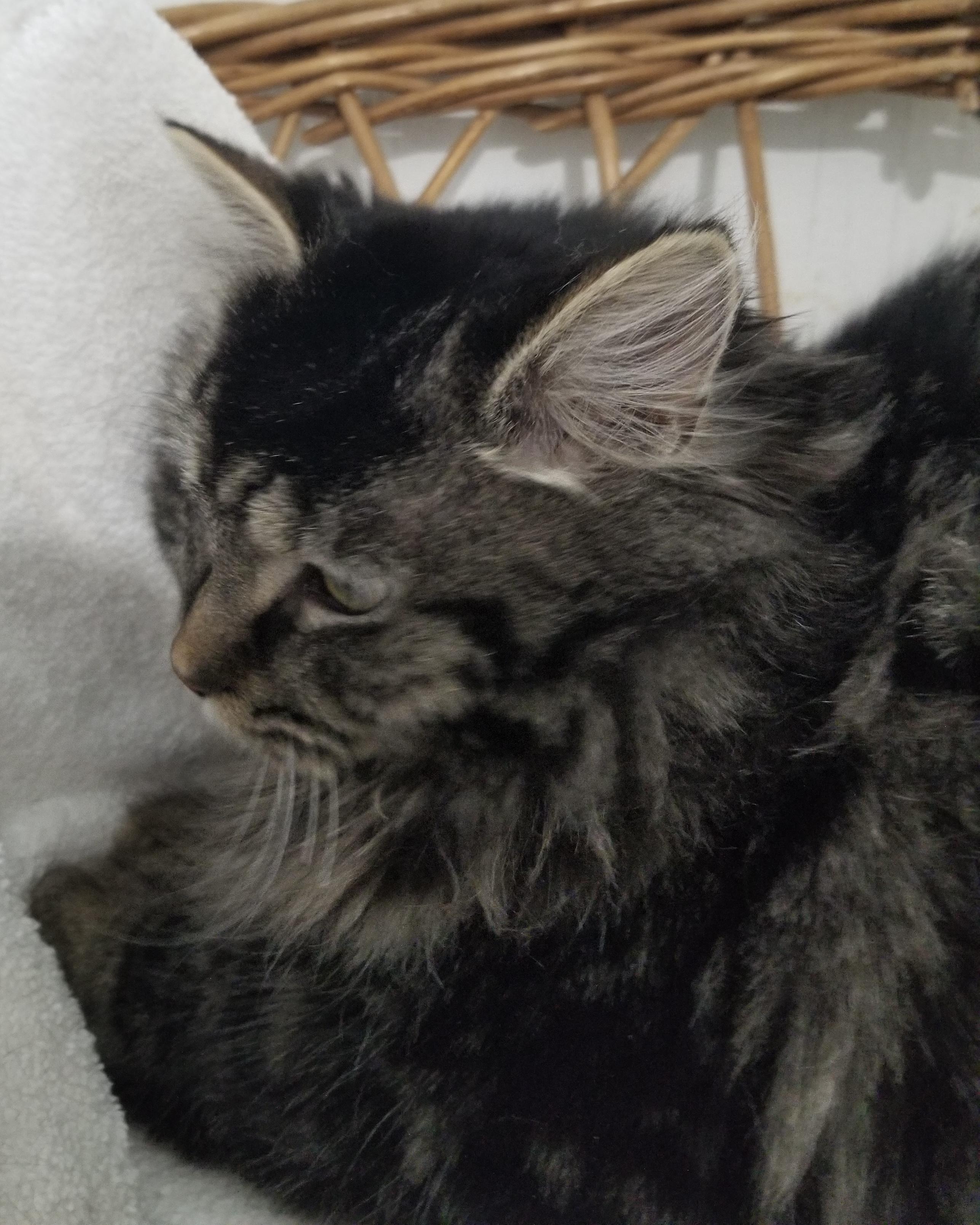 Yoko, a ADOPTABLE Tabby in Stanstead, QC image 2/3