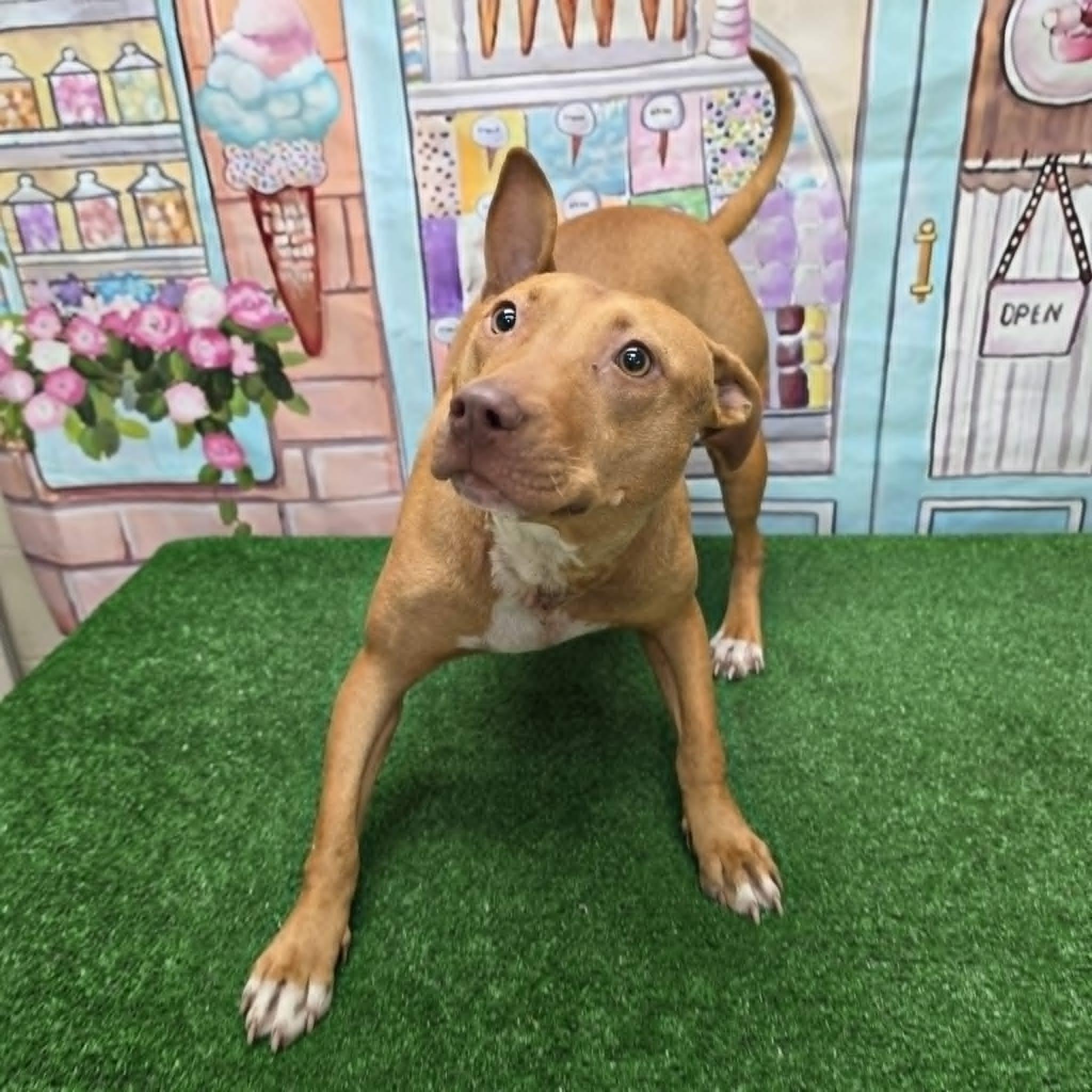 Dallara, a ADOPTABLE Pit Bull Terrier in Statesboro, GA image 4/5