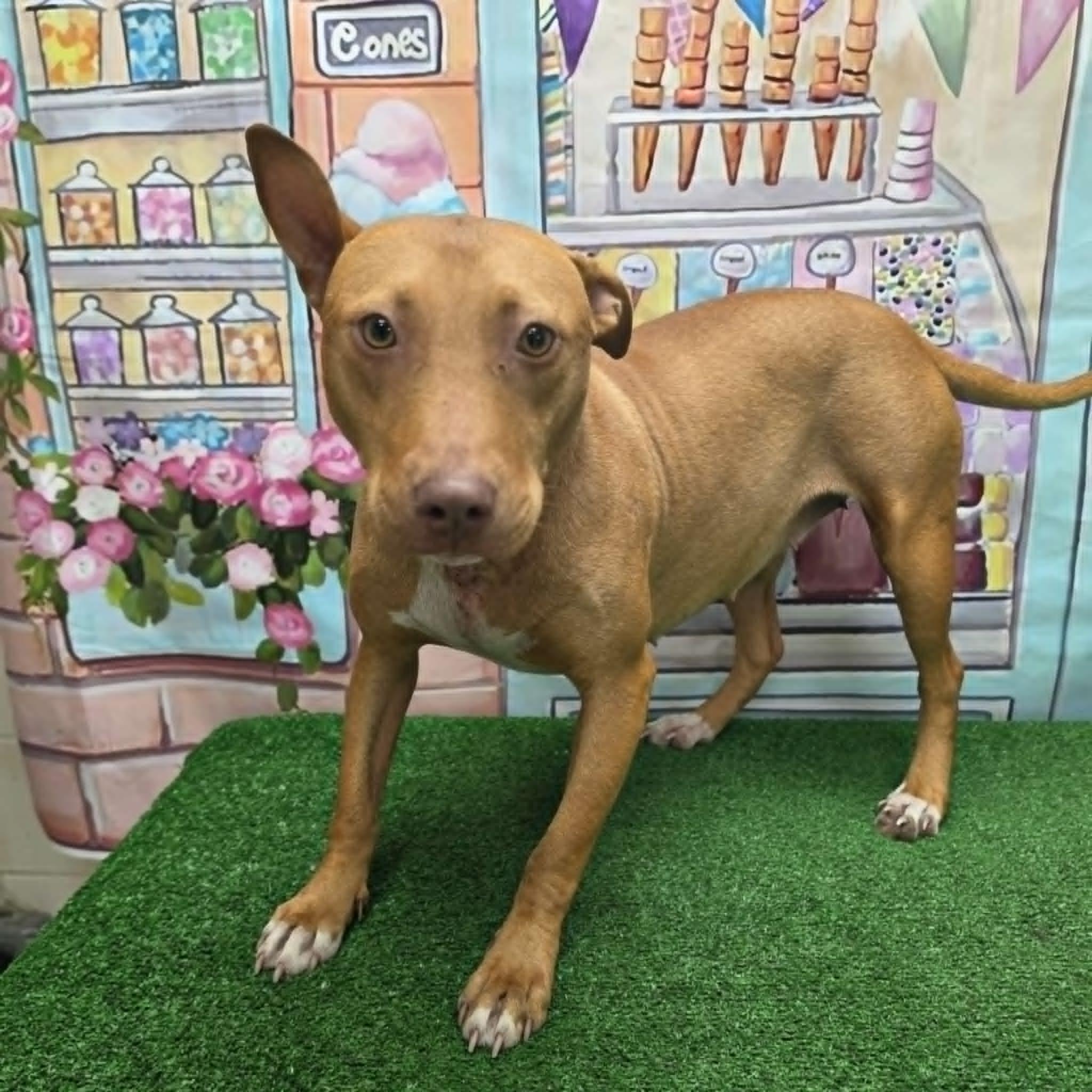 Dallara, a ADOPTABLE Pit Bull Terrier in Statesboro, GA image 2/5