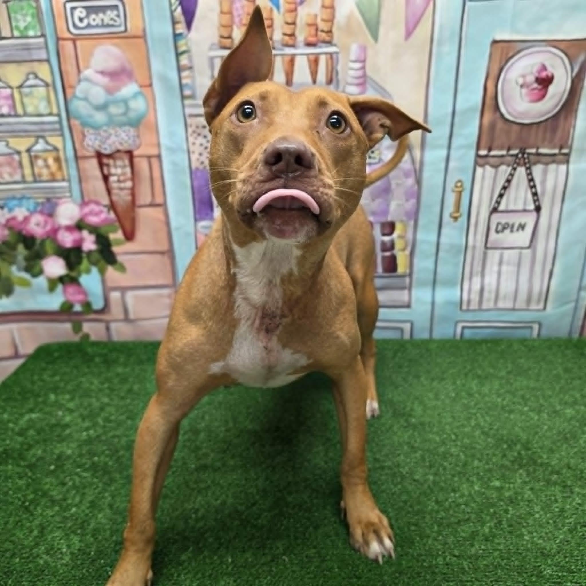 Dallara, a ADOPTABLE Pit Bull Terrier in Statesboro, GA image 1/5