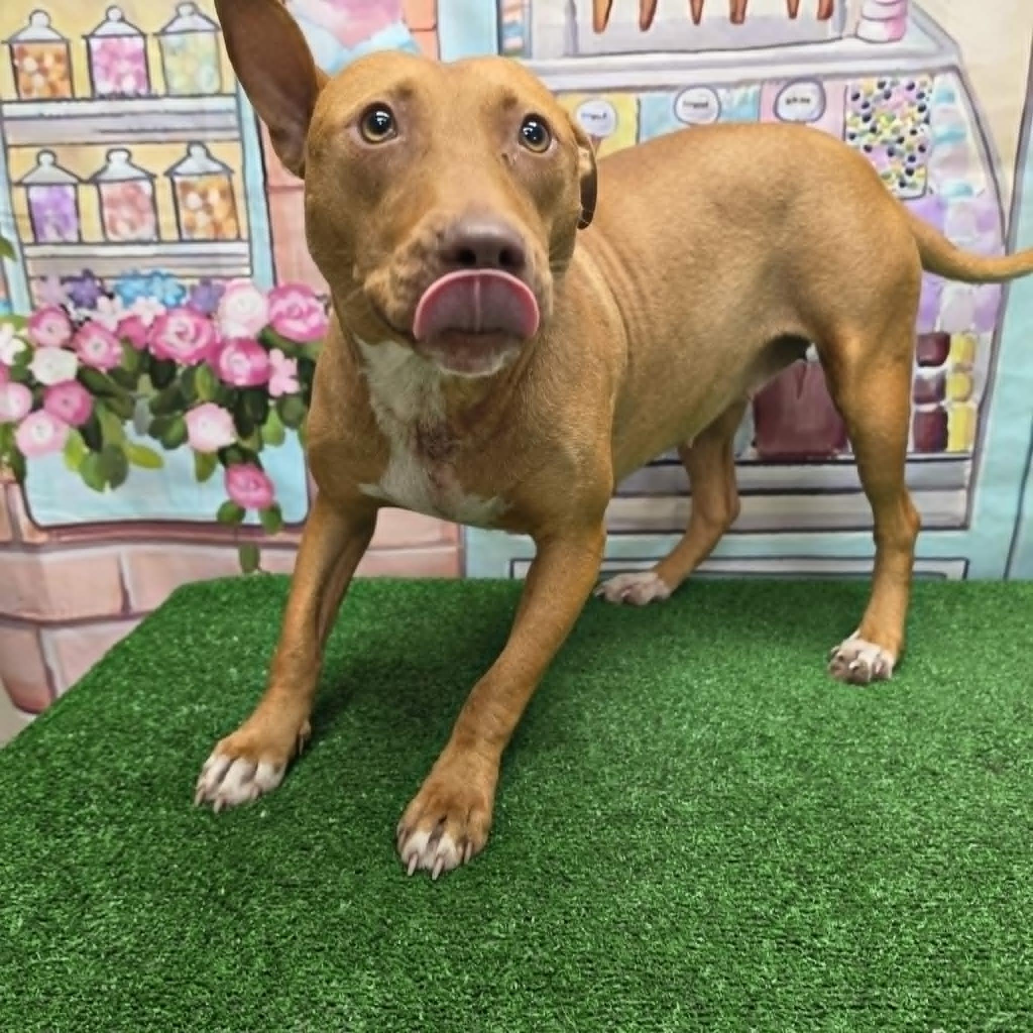 Dallara, a ADOPTABLE Pit Bull Terrier in Statesboro, GA image 3/5