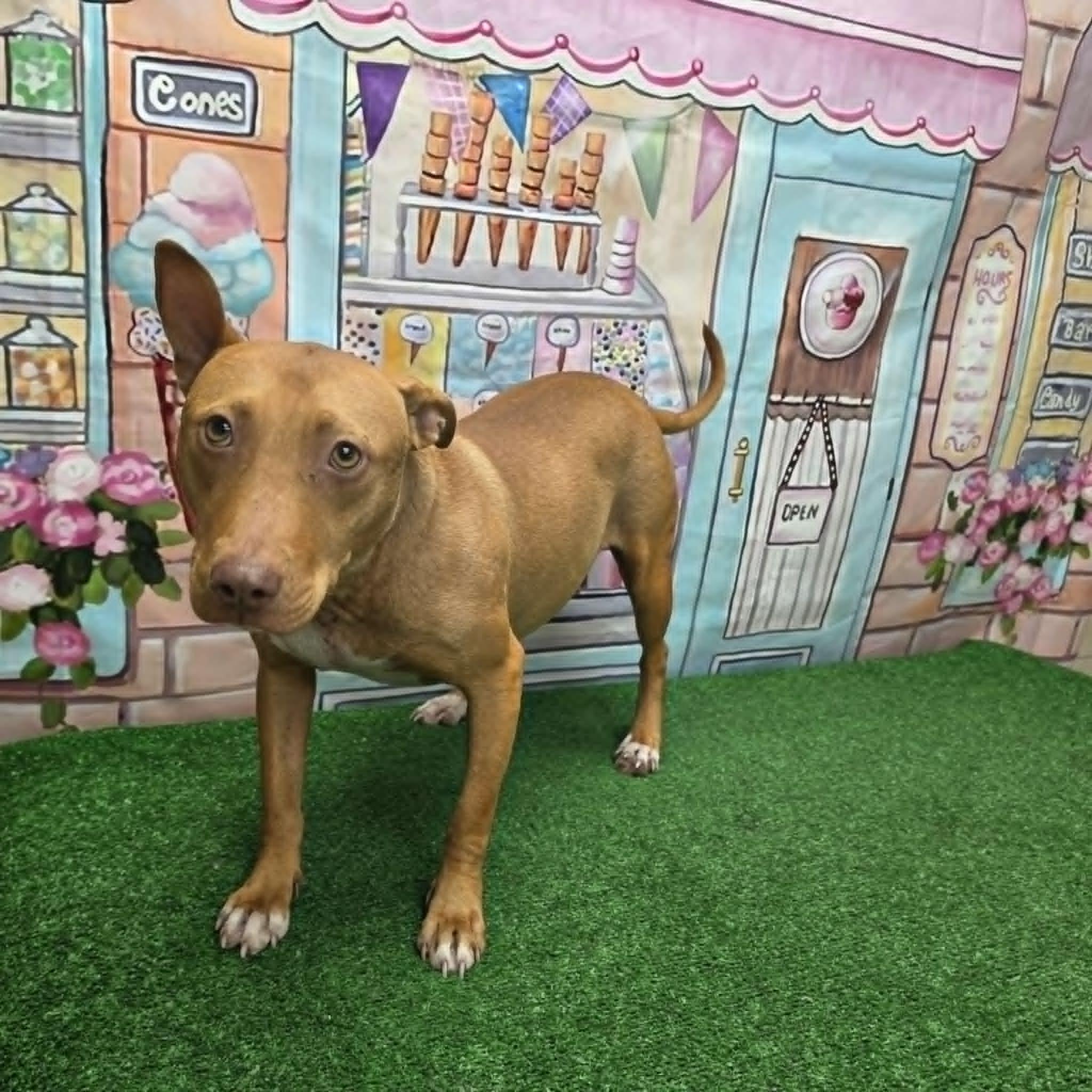 Dallara, a ADOPTABLE Pit Bull Terrier in Statesboro, GA image 5/5