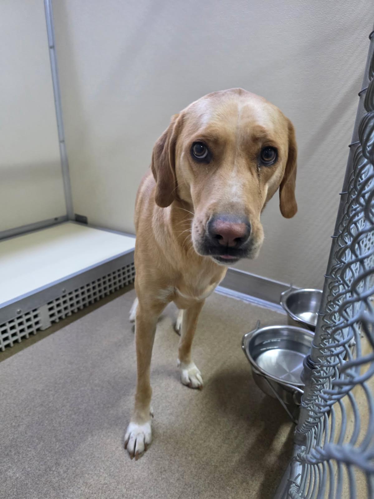 Lily, ADOPTABLE, Young Female Yellow Labrador Retriever.
