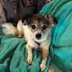 Enlarge Bonnie, a Adopted Jack Russell Terrier in Locust Fork, AL image 1/3