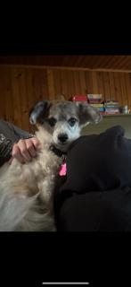 Enlarge Bonnie, a Adopted Jack Russell Terrier in Locust Fork, AL image 3/3