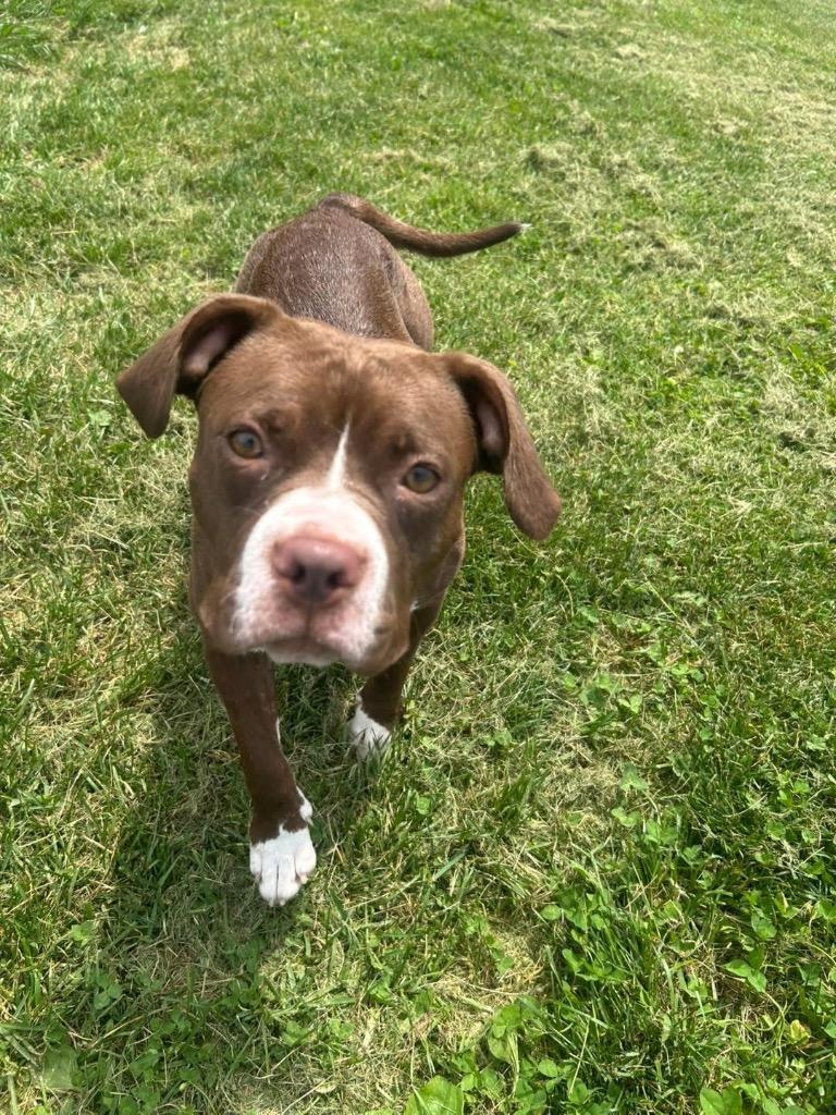 Karlee, Adoptable, Young Female Boston Terrier.