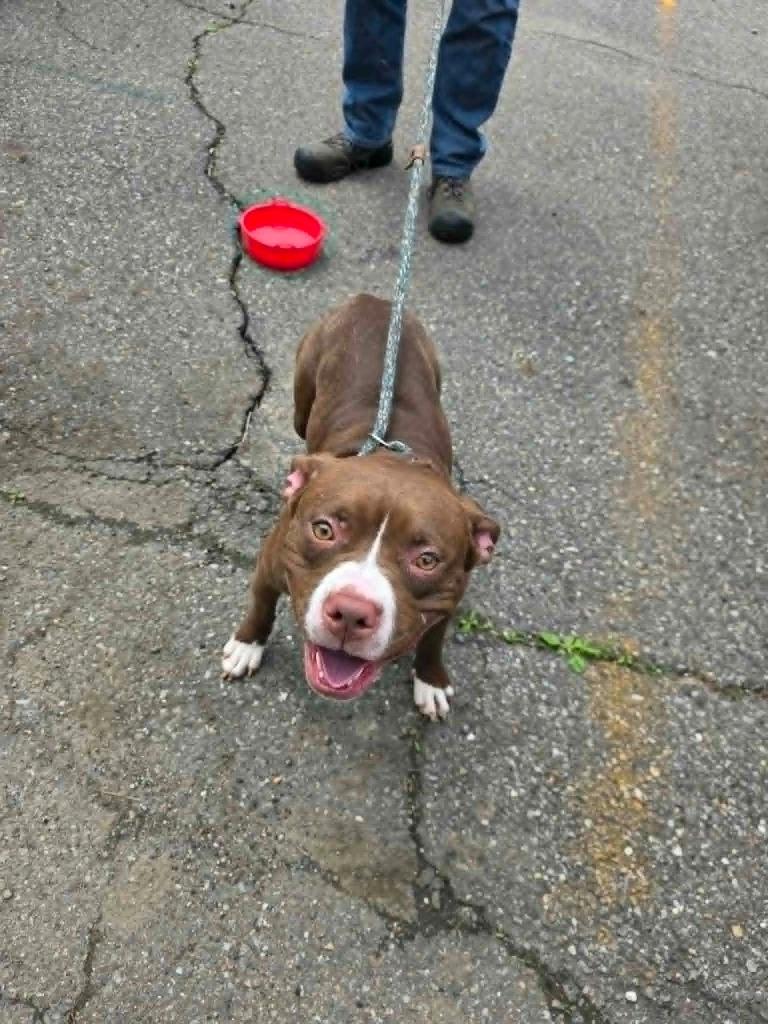 Karlee, a Adoptable Boston Terrier in New Manchester, WV image 2/4