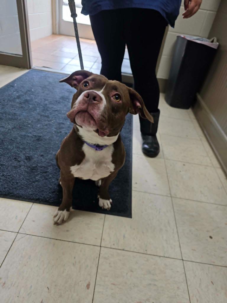 Karlee, a Adoptable Boston Terrier in New Manchester, WV image 3/4