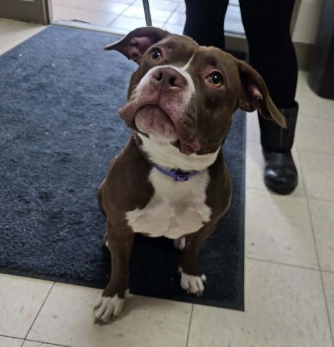 Karlee, a Adoptable Boston Terrier in New Manchester, WV image 4/4