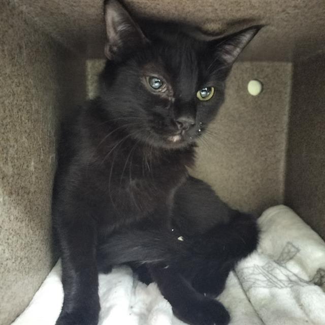 Enlarge SNAP DRAGON, a Adoptable Domestic Short Hair in Pueblo, CO image 1/1