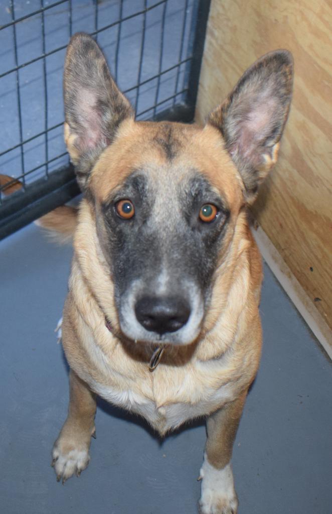 Maya (A107652), Adoptable, Adult Female German Shepherd Dog & Mixed Breed.